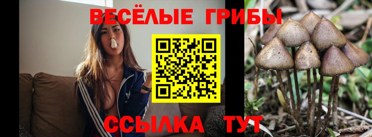 Галлюциногенные грибы Psilocybe Саяногорск